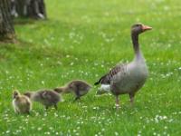 Graugans mit Küken